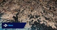 'Starfish apocalypse': Thousands of sea creatures wash up on Scots beach