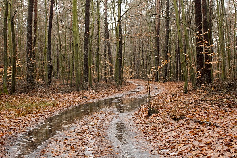 Orman zeminindeki yağış suları ve ölü örtü