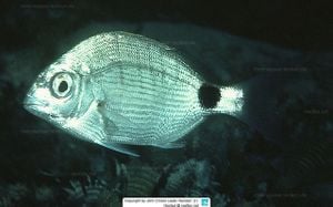 Otolith Shape Variation Reveals Environmental Impacts On Diplodus Annularis