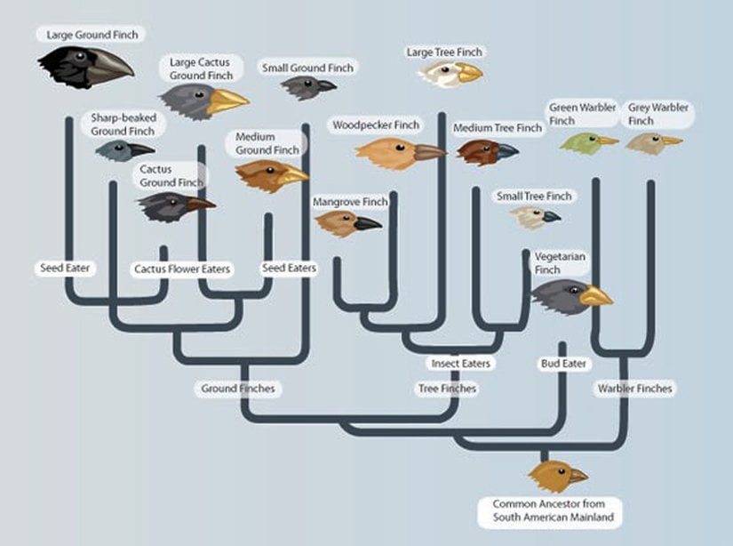 Şekil 3: Evrim ağacı