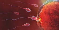 Yumurtaya sadece tek bir sperm giriyorsa diğer spermlere ne oluyor? Bu spermler dişide kalmaya devam mı ediyorlar?