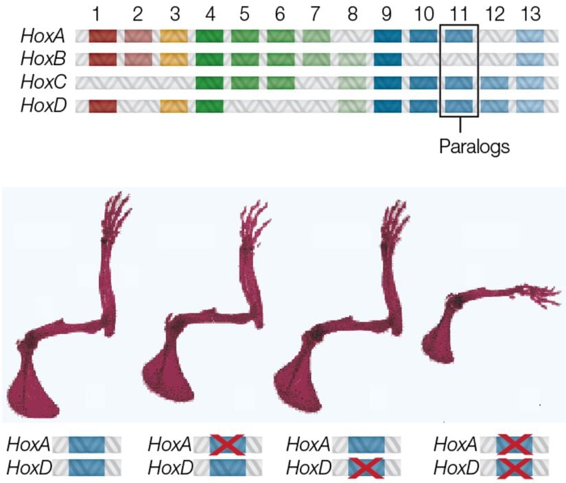 Farelerde HOX genleri ve bunların susturulması sonucunda olanlar. HoxA ve HoxD genleri bir arada çalışırken, farede normal uzuv oluşumu görülmektedir. Bunlardan birinin susturulması çok az değişime neden olmaktadır. Fakat ikisi birden susturulacak olursa, tamamen farklı görünümlü bir uzuv oluşmaktadır.