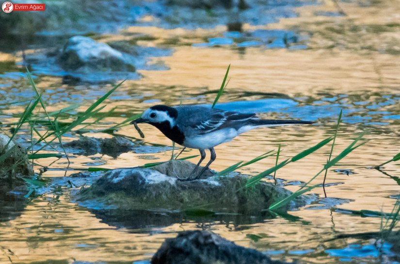 Akarsuların kenarında, geçen cisimleri izlerken.