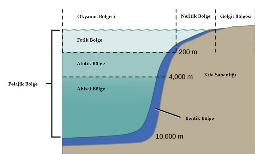 Okyanus, su derinliği, kıyıdan uzaklık ve ışık geçirgenliği kriterleriyle farklı bölgelere ayrılarak incelenir.