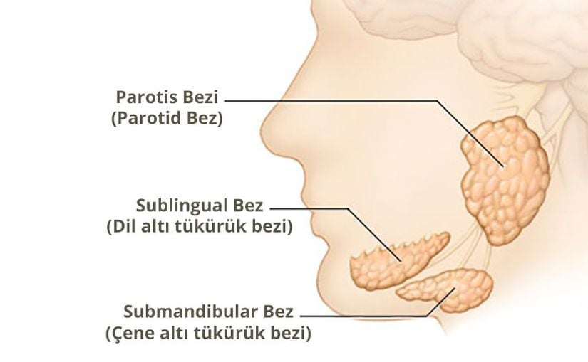 Üç ana tükürük bezi.