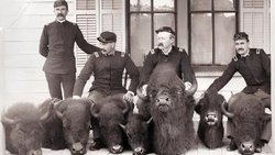 Büyük Bizon Katliamı Nedir? Bir Türü Yok Ederek Bir Halkı Teslim Almak Mümkün mü?