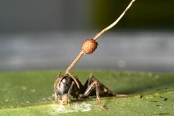 Ophiocordyceps mantarı dünya ısındıkça sıcak ortamlara alışıp bize bulaşabilir mi?