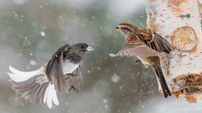 Serçeler Ağladıktan Sonra Ölürler Mi?