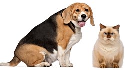 Kedi ve Köpeklerde Obezite