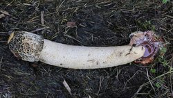 Seks, Evrim Tarihinde Ne Zaman Eğlenceli Olmaya Başladı?