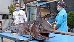 Kılıç balıkları tam olarak nasıl evrimleşti ve ataları kimlerdir?