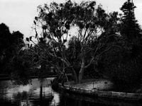 'HOUSTON, WE HAVE A PROBLEM!' Did the ‘lady bird lake killer’ move to Houston? Social media thinks so