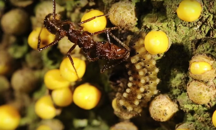 Yumurtadan çıkmış Morpho tırtılları, karıncalar ve ağaç kovuğundaki parazit bitkiler
