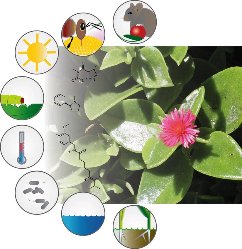 Bitki Sekonder Metabolitleri ve Genel Fonksiyonları