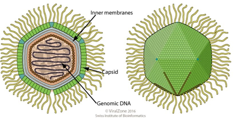Mimivirus cinsine ait bir virionun şematik çizimi (kesit ve yan görünüm), filamanlar ("saçlar") ve yıldız kapısı ("stargate") (aşağıdan) şeklinde gösteriliyor.