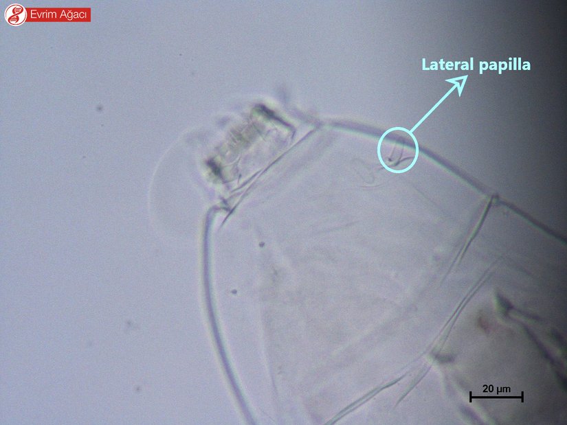 Ağız anatomisi ve lateral papilla.