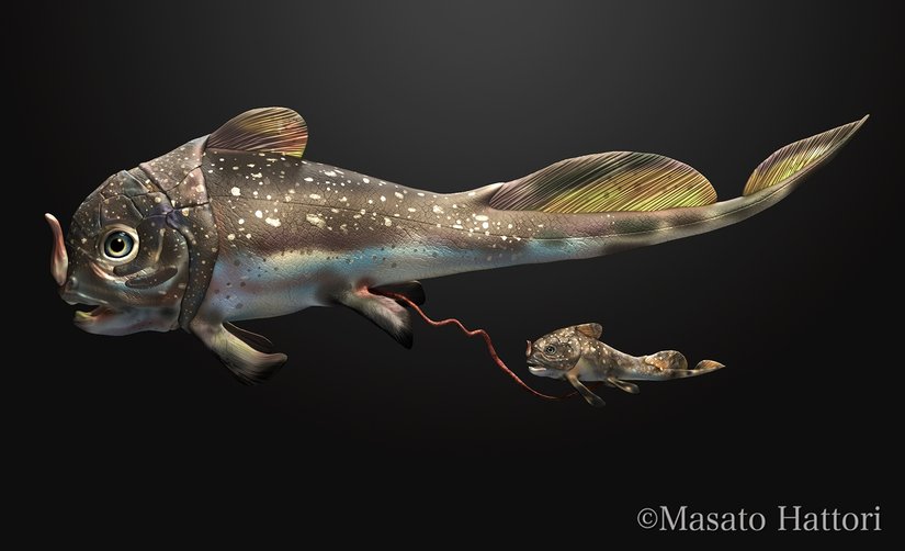 "Materpiscis" fosili...