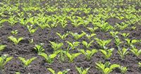 NFU Sugar welcomes UK-India trade deal