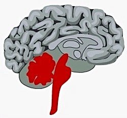 Sürüngen beyni ilk hayvandan günümüze kadar gelen üstelik evrim ile neredeyse bütün canlılara ulaşmış bir organ olabilir mi?