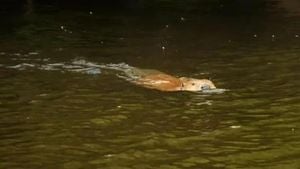 Wild Beavers Return To Wales After 400 Years