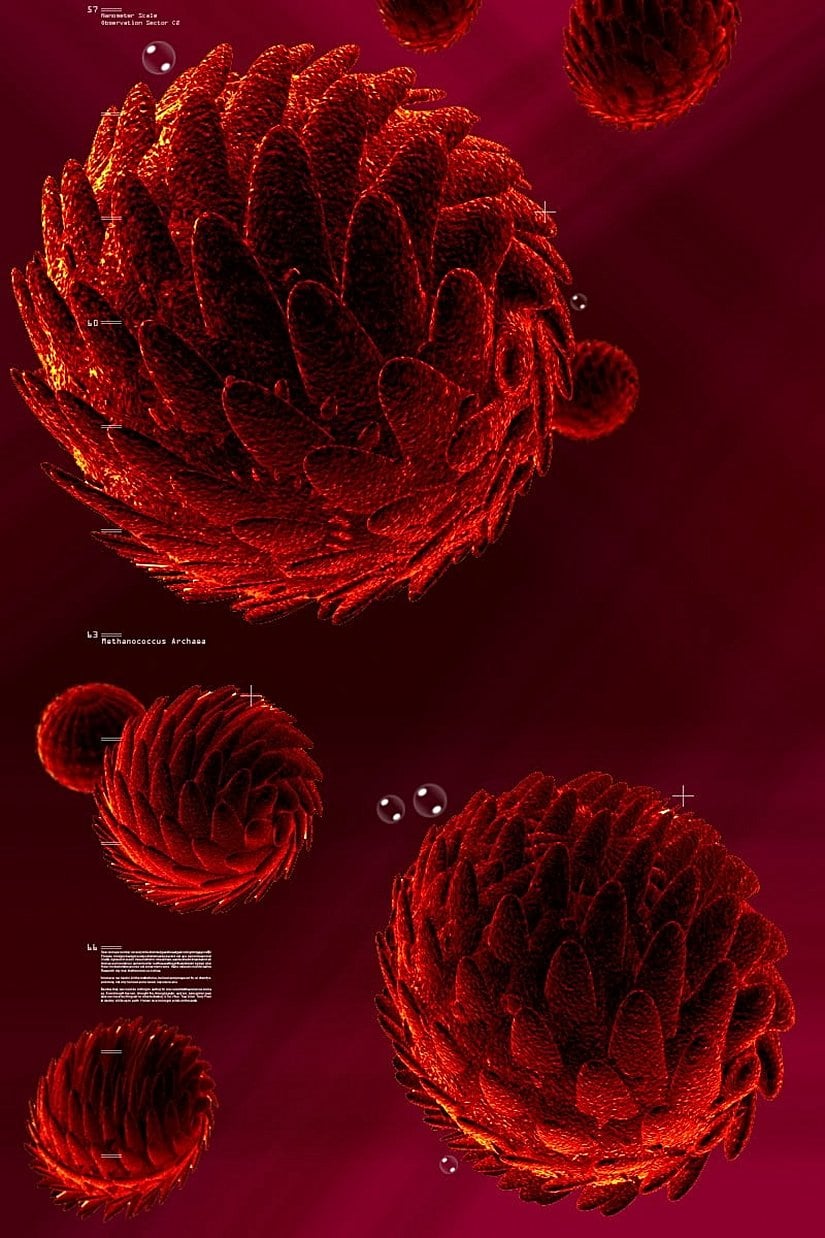 Methanococcus türü arke...