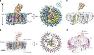 Discovery Of Unique Double-Ring LH1–LH2 Photocomplex Enhances Understanding Of Photosynthesis