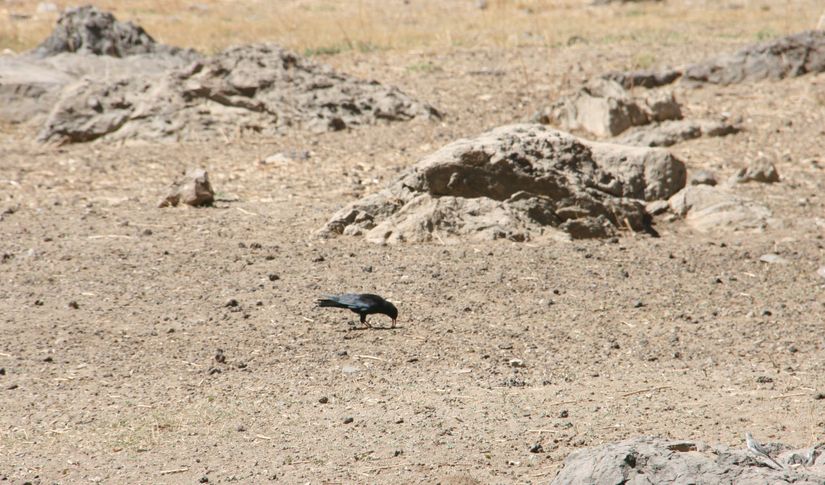 Hakkari Cilo Dağları'nın eteklerinde gözlemlenen bir kırmızı gagalı dağ kargası.