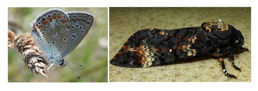 Çokgözlü Mavi (Polyommatus icarus) ve Kurukafa Güvesi (Acherontia atropos)