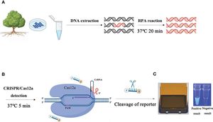 New One-Pot Method Revolutionizes Pathogen Detection With Cas12 Technology