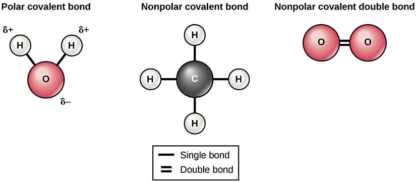 Resim 3: Su molekülü (solda), oksijende kısmi negatif yük ve hidrojende kısmi pozitif yük olan bir polar bağı tasvir eder. Apolar bağ örnekleri metan (ortada) ve oksijeni (sağda) kapsar.