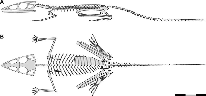 Scleromochlus taylori. Kaburganın üstündeki plaka, Scleromochlus'un sırt kemiği (osteoderm). Kaburganın da görülebilmesi için bir yarısı çizilmiş.