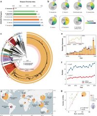 Emergence and global spread of a dominant multidrug-resistant clade within Acinetobacter baumannii - Nature Communications