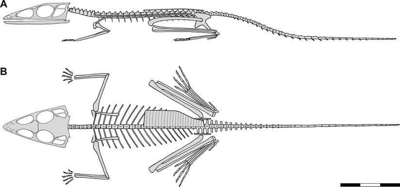 Scleromochlus taylori. Kaburganın üstündeki plaka, Scleromochlus'un sırt kemiği (osteoderm). Kaburganın da görülebilmesi için bir yarısı çizilmiş.