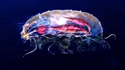 Tardigradların Genetik Hazinesi, COVID-19 Gibi Hastalıklara Karşı Bizi Koruyabilir mi?