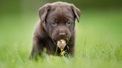 Köpekler Neden Ot ve Dışkı Yer?