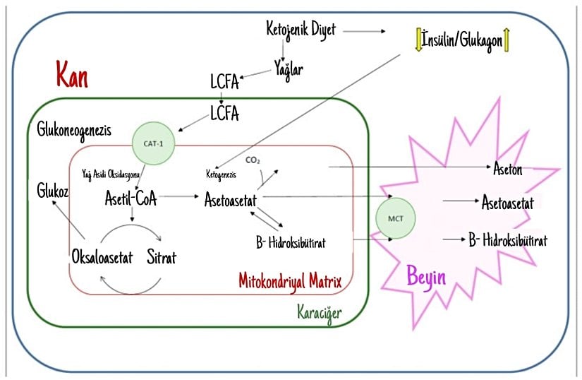 Ketojenik Diyetin biyokimyası.
