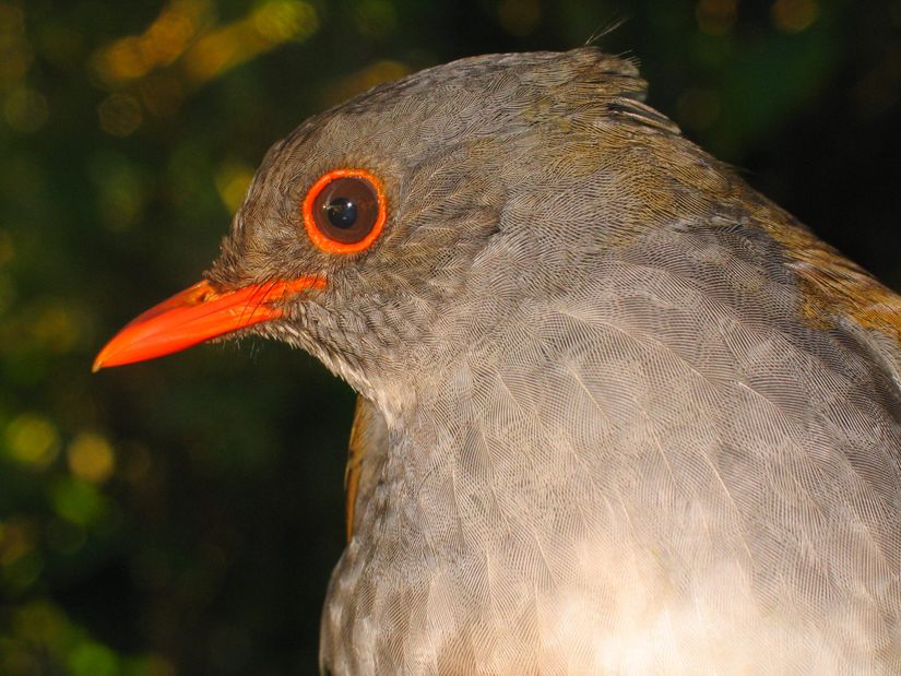 Turuncu gagalı bülbül ardıcı (Catharus aurantiirostris).