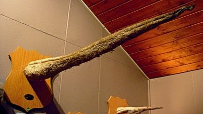 Dünya'nın En Uzun ve Büyük Penisli Canlısı Hangi Türdür?