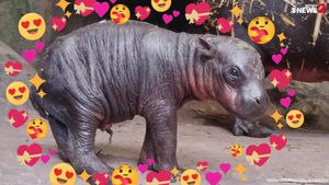 Edinburgh Zoo Welcomes Rare Pygmy Hippopotamus Calf