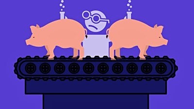 Domuz Embriyosunda İnsanlaştırılmış Böbrekler Yetiştirildi!