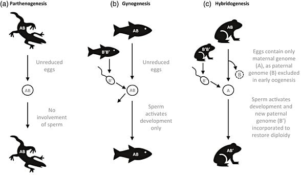 Omurgalılarda eşeysiz üreme tipler. (a) Partenogenezde sadece indirgenmemiş yumurtalar kullanılır, sperm yer almaz; (b) Jinogenezde yavru indirgenmemiş yumurtadan oluşurken sperm sadece gelişimi aktive eder; (c) Hibridogenezde yumurta sadece anneye ait haploid genomu taşır, babaya ait genom oogenezin erken aşamalarında yer almaz. Sperm gelişimi aktive eder ve diploidiyi sağlamak için babaya ait haploid genom sonradan katılır.