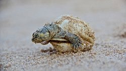 Amazonlar'daki Anne Kaplumbağalar Yavrularıyla 