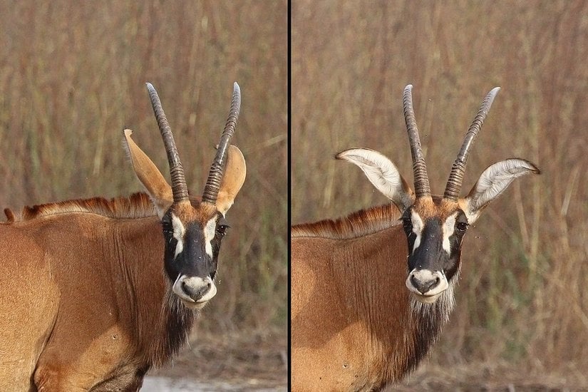 Bahsi geçen roan (kırlangıç) antilobu.
