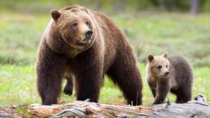 Climate Change Strikes National Parks Amid Growing Visitor Demands