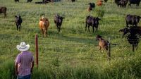 ‘A slap in the face’: Ranchers feel betrayed by Trump’s plan to buy Argentine beef