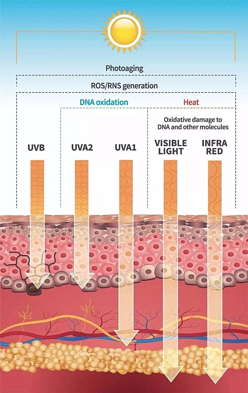 UVB, UVA2, UVA1, görünür ışık ve kızılötesi ışınları derinin ne kadar altına ulaşabildiğini ve ne tür hasarlar verebildiğini gösteren bir grafik.