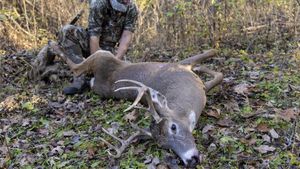 Wildlife Guides Charged For Illegal Mountain Lion Hunts