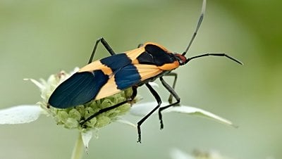 Endüstriyel Tarım Uygulamaları Dünya Genelinde Böcek Nüfusunu Tehdit Ediyor!