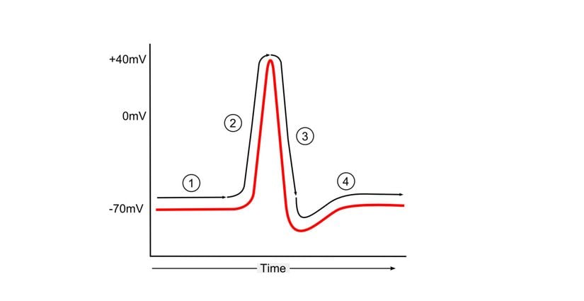Aksiyon potansiyeli. 1)  Dinlenme membran potansiyeli, 2) depolarizasyon, 3) repolarizasyon, 4) hiperpolarizasyon ve temel değere dönüş.