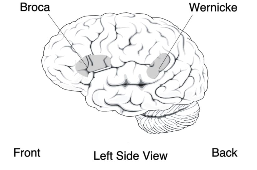Broca ve Wernicke bölgeleri.